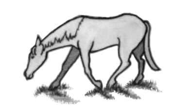 This image has an empty alt attribute; its file name is horse-cropped.jpg